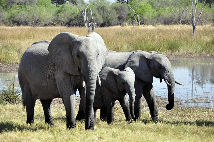 BLOGPOST_ElephantsFamily06182019.jpg