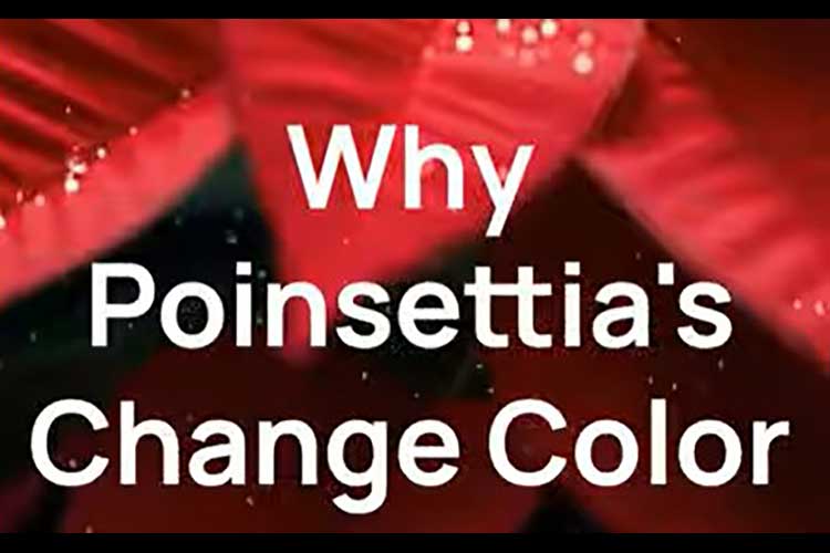 PoinsettiaColorChange12152025_s.jpg